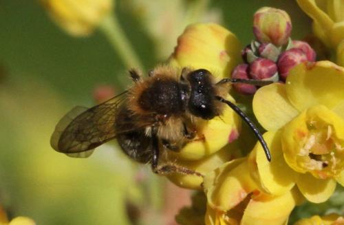Réf. 204 032 : Andrena sp.